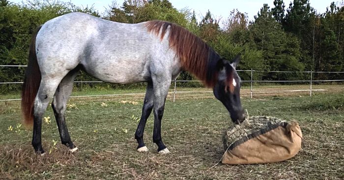 Horse eating from slow feed hay bag on ground
