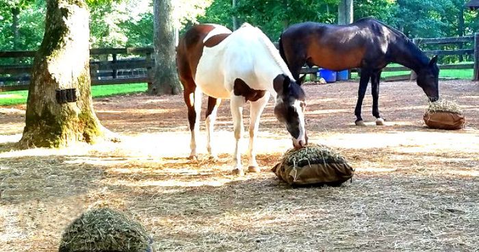 One paint horse and one bay horse eating from hay pillow slow feeders on the ground in their paddock with a brown fence and green trees in the background.