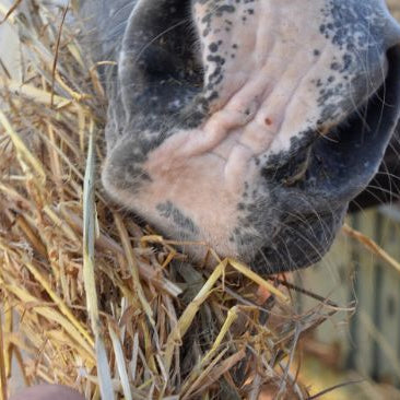 Horse eating and chewing mature grass hay