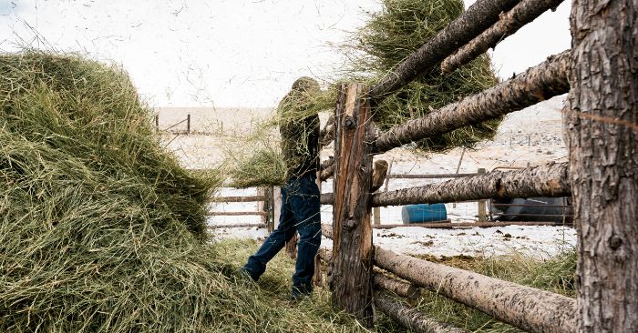 Ranch hand throwing hay over the fence in the snow