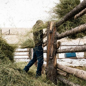 Ranch hand throwing hay over the fence in the snow