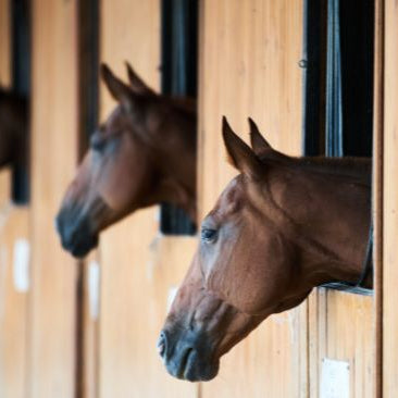 3 horses looking out stall windows in barn