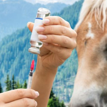 Horse vet drawing vaccine into a syringe 
