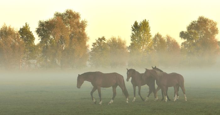 4 horses walking through pasture in the fog