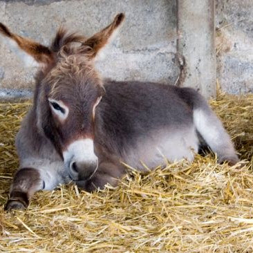 Donkey laying in straw inside a barn.