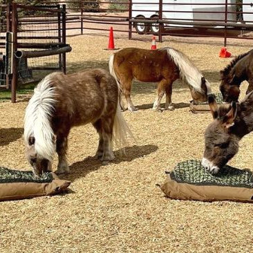Five Miniature horses and donkeys eating from slow feed hay bags on the ground in large paddock.