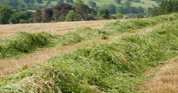 Rows of raked grass hay drying in a hay field with hills and trees in the background.