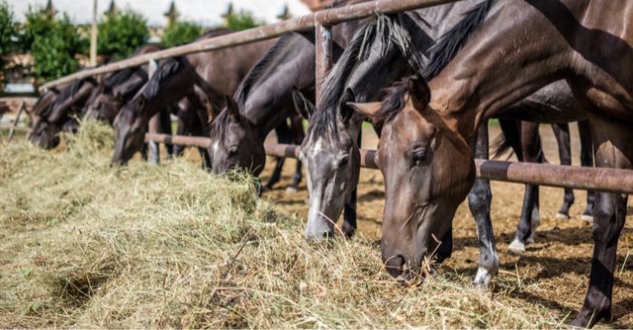 Horses eating grass hay