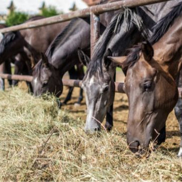 Horses eating grass hay