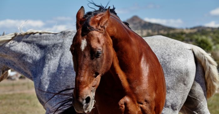 Horse pinning ears at gray horse while being fed