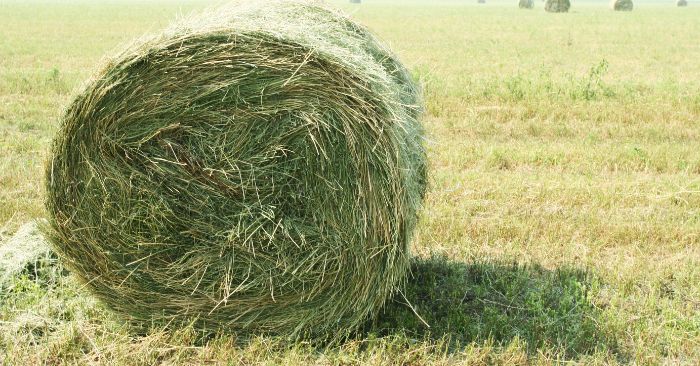 Large round bale of grass hay in field