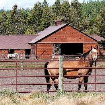 Horse alone in arena staring over fence with nothing to eat or play with
