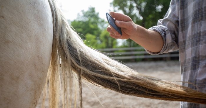 Man combing a horse tail
