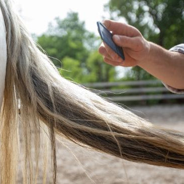 Man combing a horse tail