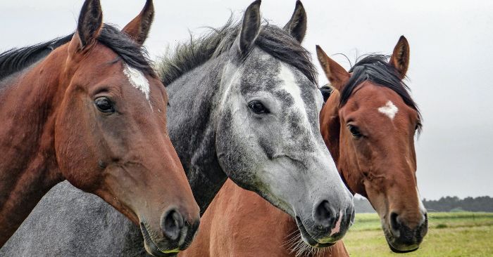 Three horses standing in a field