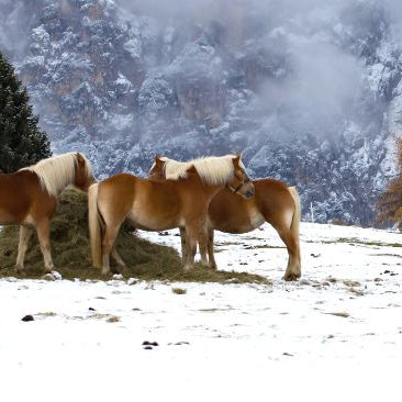 Three horses eating hay in snow covered pasture