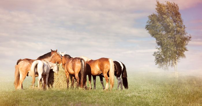 Small herd of horses eating hay in pasture