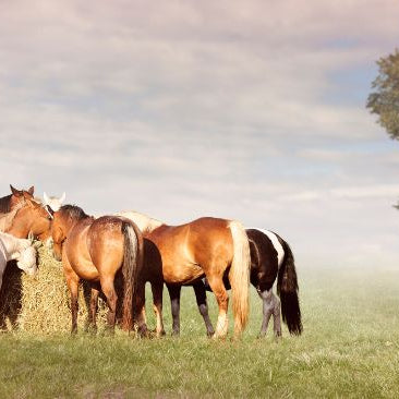 Small herd of horses eating hay in pasture