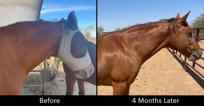 Insulin resistant horse before and after following a healthy weight loss protocol.