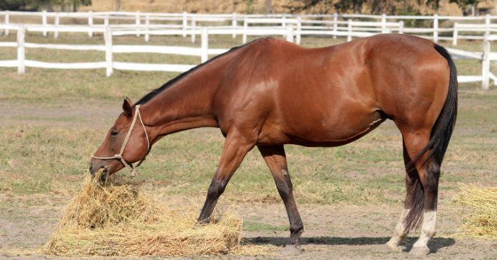 Bay horse gorging on hay eating too fast