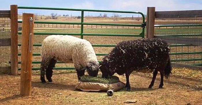 A black sheep and white sheep eating hay from slow feed hay bag on the ground