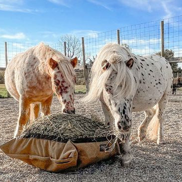 2 mini leapard appaloosa spotted horses eating from hay pillow slow feed bag on the ground.