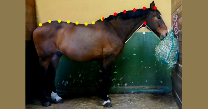 Horse eating hay from slow feed hay net with reference points along back and neck.
