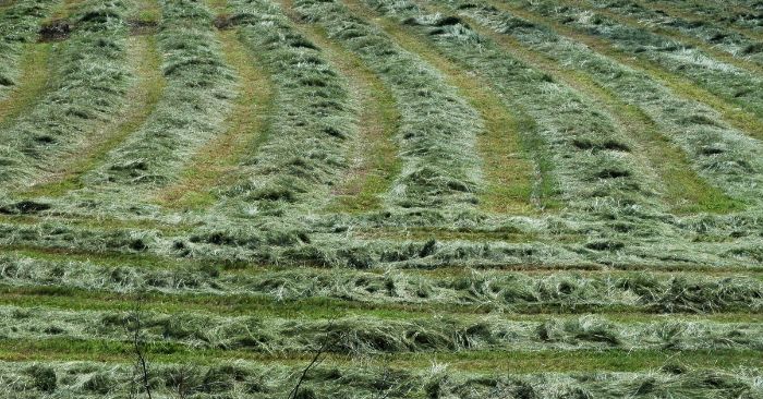 Freshly cut grass hay in hay field curing.