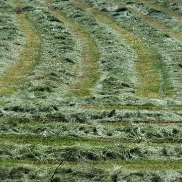 Freshly cut grass hay in hay field curing.