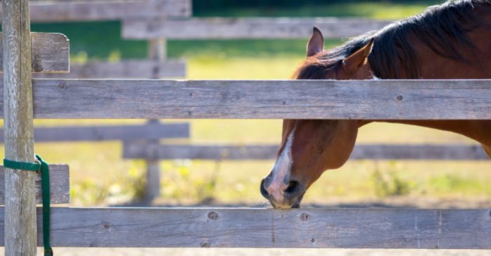 Horse chewing on wood fence.