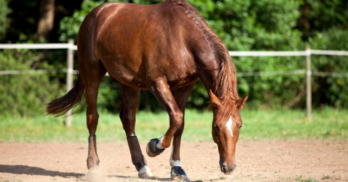 Horse pawing at ground in dirt.
