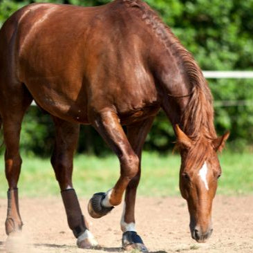 Horse pawing at ground in dirt.