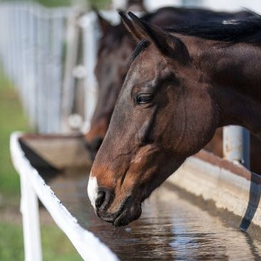 Two horses drinking water from a water trough.