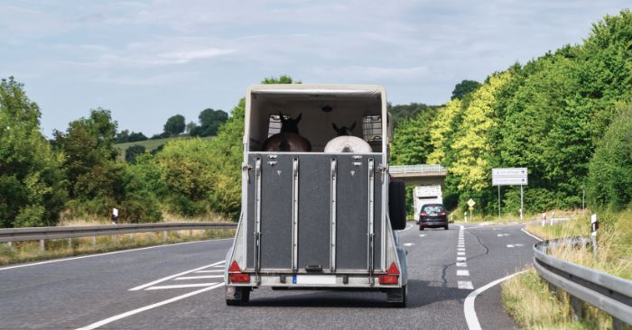 Two horses pictured from behind inside horse trailer going down a freeway.