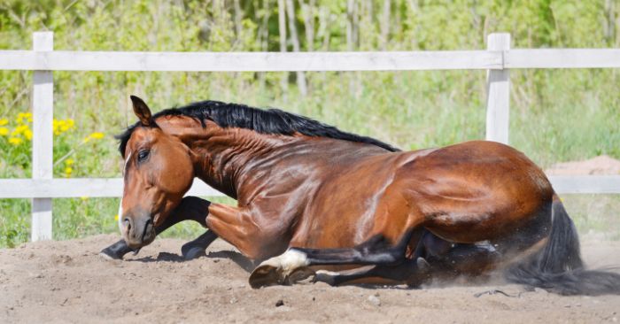 Bay horse rolling and sweaty due to sand colic symptoms.