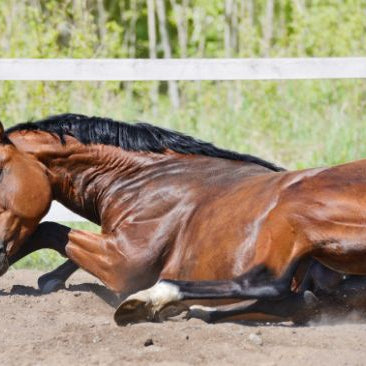 Bay horse rolling and sweaty due to sand colic symptoms.