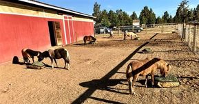 Six mini horses eating from Mini Hay Pillow slow feeders on the ground.