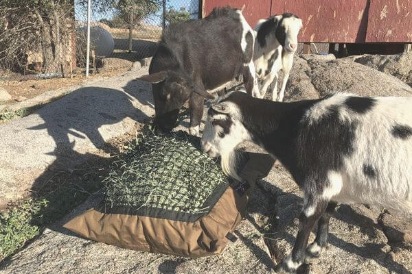 Two goats eating from a Hay Pillow slow feed hay bag in their paddock while a third goat looks on.