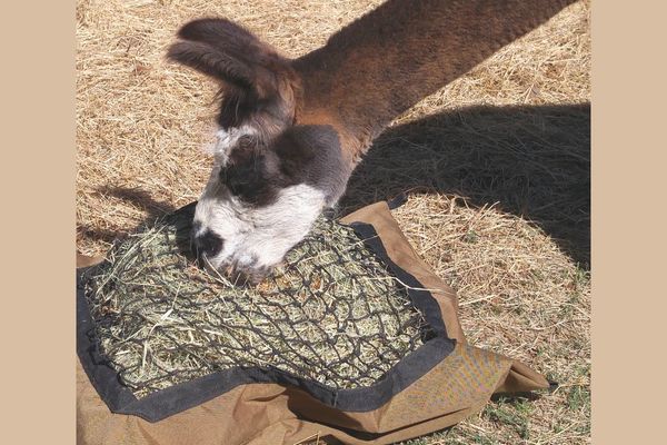 A brown alpaca with a white and black face eating from a Hay Pillow slow feed hay bag on the ground.