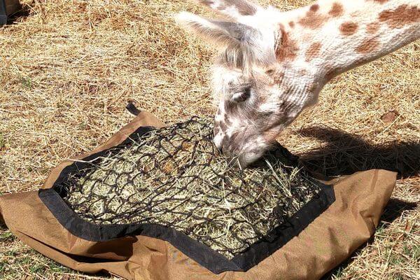 White alpaca with brown spots eating from a Hay Pillow slow feed hay bag on the ground.
