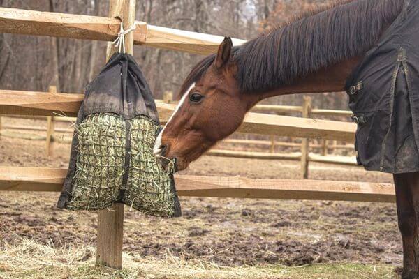 A bay horse in a turnout blanket eating from a Hanging Hay Pillow slow feeder hay bag tied to a wooden fence with other empty pens and dense trees in the background.