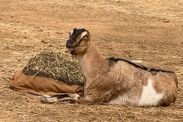 A goat looking at the camera while laying down and eating from a Hay Pillow slow feed hay bag.