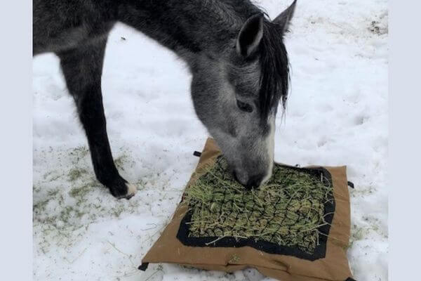 Gray horse eating from a Hay Pillow slow feeder hay bag on the ground in the snow.