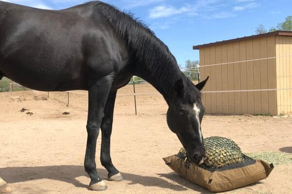 Black horse eating from a Hay Pillow slow feeder bag on the ground inside a dirt paddock wtih a shed in the background.