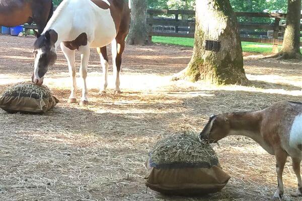 A goat and a brown and white paint horse eating from separate Hay Pillow slow feed bags on the ground in their paddock.
