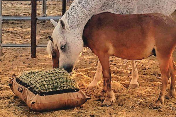 Grey horse and a chestnut colored pony with a flaxen mane and tail eating from a Hay Pillow slow feeder hay bag together in thier paddock.
