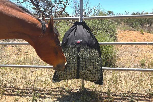 Bay horse eating from a Hanging Hay Pillow slow feeder hay bag tied to a fence with a dry arid landscape in the background.