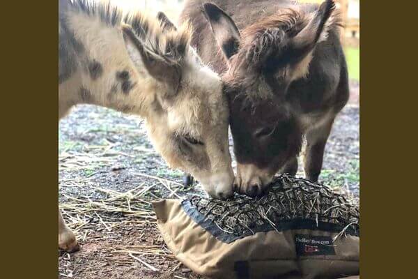 Two mini donkeys eating together from a Mini Hay Pillow slow feed hay bag on the ground.