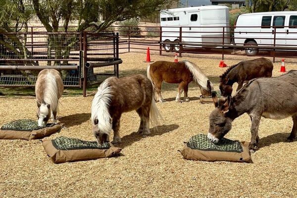 Two mini donkeys and three mini horses in a paddock eating from four Hay Pillow slow feeder ground hay bags with a white van and horse trailer in the background.