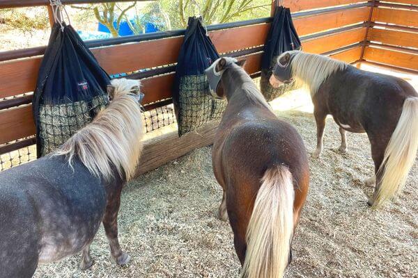 Three minature horses with flaxen manes and tails eating from three Hanging Hay Pillow slow feed hay bags tied to a fence.